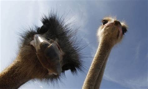 Funny Image Funny Ostrich