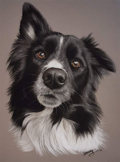 Igor Pastels 30 Par 40cm Dog Paintings Border Collie Art Canine Art