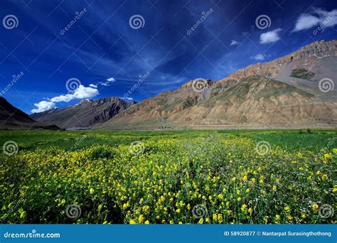 Yellow Wild Flower Field Near Mountain In Northern India Stock Image