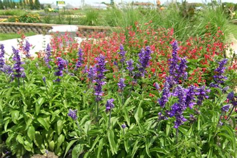 We did not find results for: Garden Area Descriptions — Plant Sciences