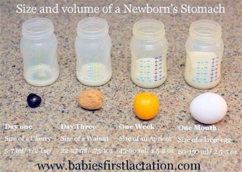 Visual Know The Size And Volume Of Your Newborn Babys Stomach With