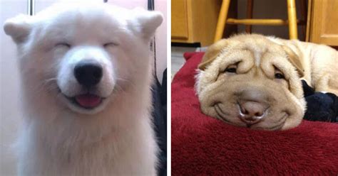 Main game is fiesta online, bunch of other games are played as well. Post The Happiest Dogs Who Show The Best Smiles (25+ Pics) | Bored Panda