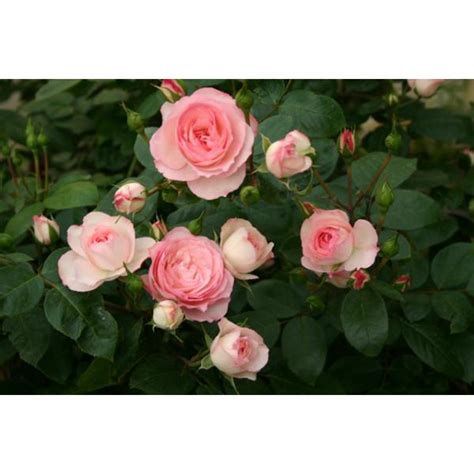 Mini Eden Rose Und Andere Rosen Kaufen Sie Günstig Im Online Shop Von