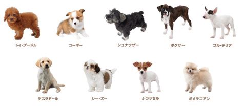 Japanese Dog Breeds Dog Breeders Guide