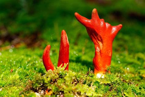 The Poison Fire Coral Fungus Podostroma Cornu Damae Is Native To Asia