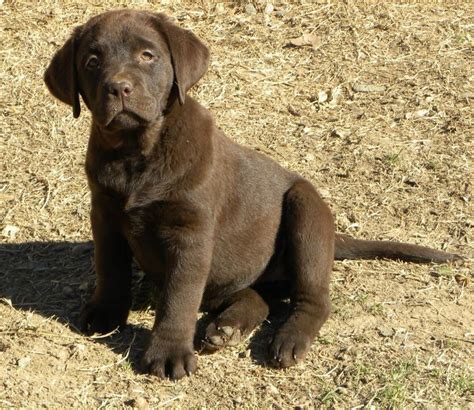 English Lab Puppies For Sale In Southern California Puppies