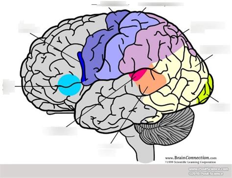 Hbs Brain Diagram Quizlet