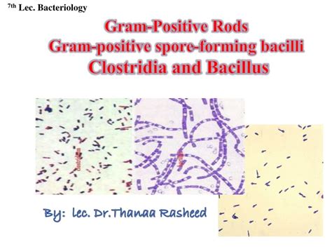 Ppt Gram Positive Rods Gram Positive Spore Forming Bacilli Clostridia And Bacillus Powerpoint