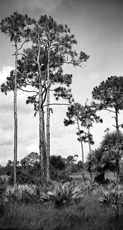 Slash Pine Trees In Big Cypress 2 Photograph By Rudy Umans Fine Art