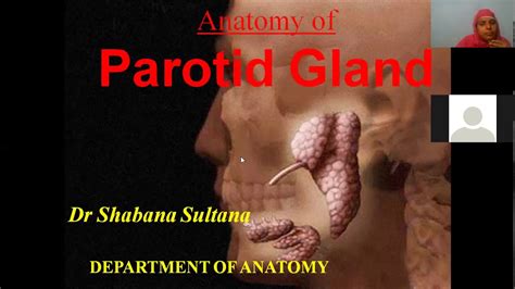 Parotid Gland Anatomy Dr Shabana1 Youtube