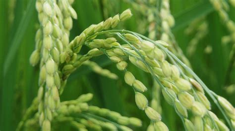 Free Stock Photo Of Rice Plant