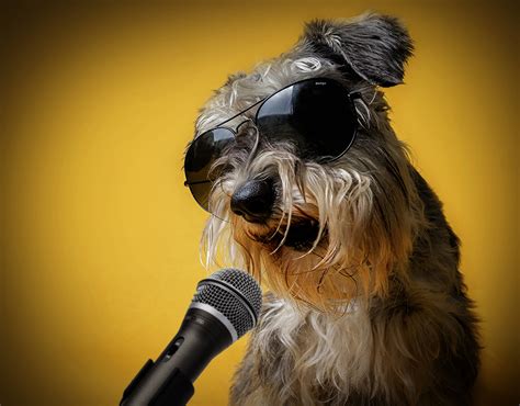 Desktop Wallpapers Schnauzer Dog Microphone Glasses