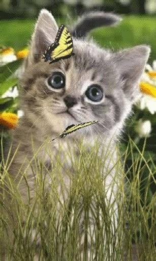 38 Cat And Butterfly Wallpaper