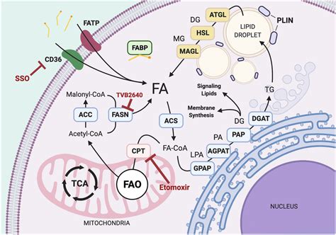 Overview Of Lipid Metabolism General Anabolic And Catabolic Pathways