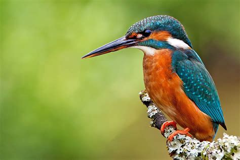 Photos Common Kingfisher Birds Beak Animal