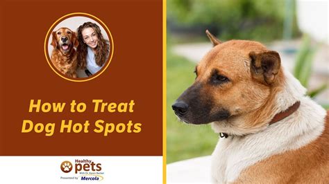 Prescribed medications can include topical sprays to help heal the hot spot and, depending on the case, the vet might recommend antibiotics to help fight the infection or steroids for. How to Treat Dog Hot Spots - YouTube