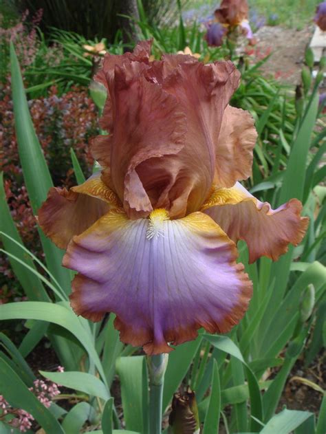 Tall Bearded Iris Iris Competitive Edge In The Irises Database