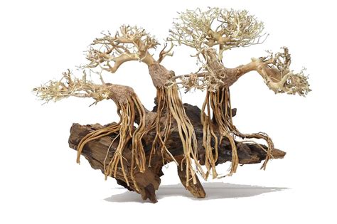 Forbidden Threesome Bonsai Driftwood 8 X 16