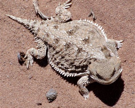 Desert Horned Lizard (Horny toad) | Frogs & Lizards | Pinterest
