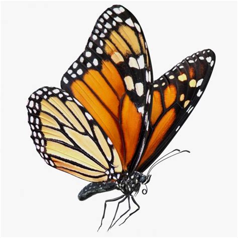 Butterfly pose yoga vectors (66). 3D model Milkweed Butterfly Flying Pose | 3D Molier ...