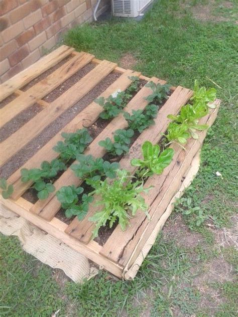 Water your wall garden thoroughly and let your vertical garden remain horizontal for 1 to 2 weeks to allow plants to take root. How to Build a Pallet Garden • The Crafty Mummy