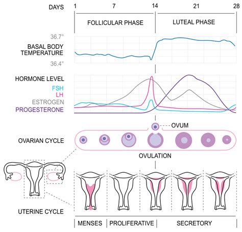 what are the 4 stages of menstrual cycle class 12 menstrual phase day images