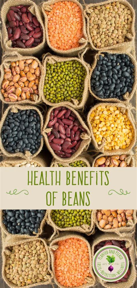 health benefits of beans what you should know planted and picked