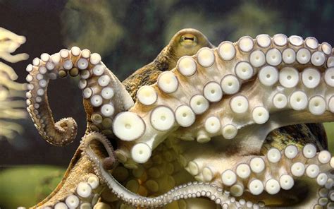 Octopus Underwater Tentacles Window Ocean Wallpaper 1920x1200