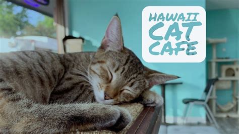 4.7 out of 5 stars. Hawaii Cat Cafe - YouTube