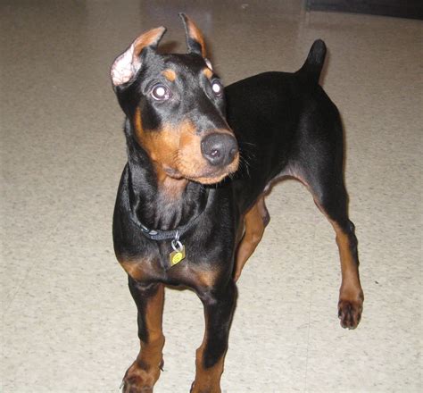 Ear Cropping Help Needed Doberman Forum Doberman Breed Dog Forums