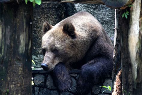 무료 이미지 야생 생물 동물원 포유 동물 아시아 동물 상 갈색 곰 척골가 있는 회색 곰 미국 흑곰