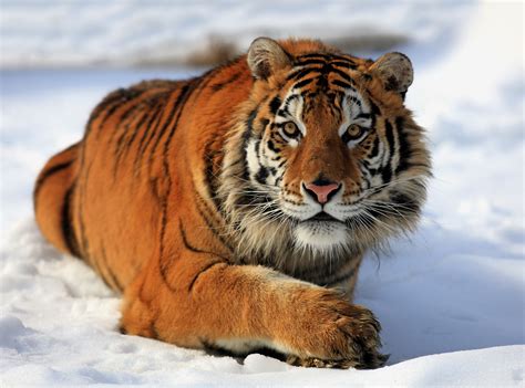 New Siberian Tiger And Other Endangered Species Safaris How To Spend It