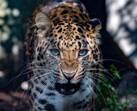 Fondos De Pantalla 2300x1860 Px Animales Grande Gatos Leopardos