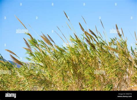 Reed Against The Sky Stock Photo Alamy