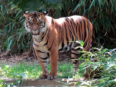 Oslobođenje Bengalski Tigar Stiže Iz Francuske