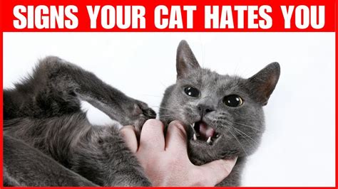13 Signs Your Cat Hates You Youtube