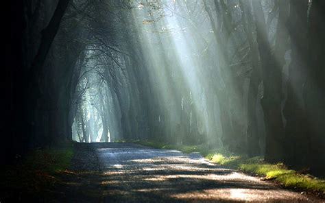 Sunbeams On A Forest Road Sunbeams Trees Forest Road Hd Wallpaper