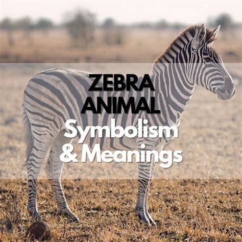 Zebra Symbolism Meanings And History Symbol Genie