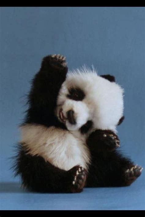 Panda Raising Hand Cute Creatures Beautiful Creatures Animals