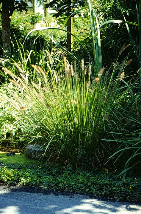 Once your warm season grasses turn brown you can trim them back at almost any time. A Gallery of Ornamental Grasses and Grasslikes
