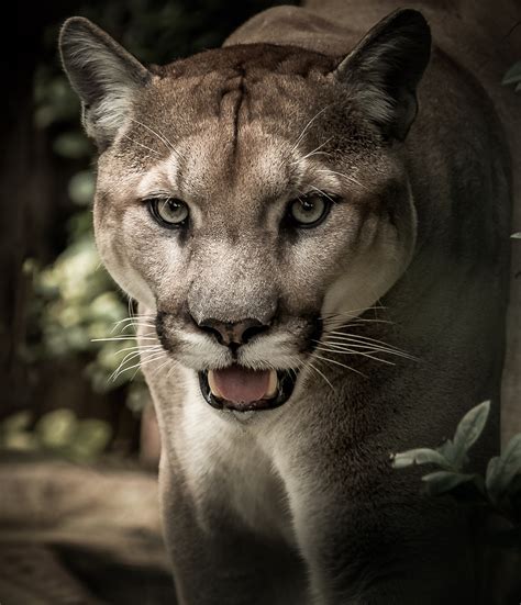 Images & pictures of animals pumas wallpaper download 93 photos. Puma-The elusive wild cat - About Wild Animals