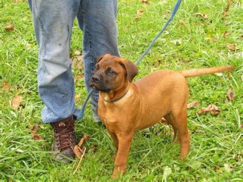 Akc Bullmastiff Puppies 16 Weeks Old For Sale In Gratz Kentucky