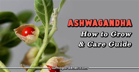 Ashwagandha How To Grow And Care Guide Sumo Gardener
