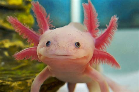 Pink Axolotl Salamander These Endangered Mexican Salamanders May