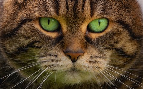 But which cats have green eyes? Download wallpapers cat, portrait, green eyes, brown cat ...