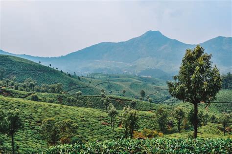 Ultimate Guide To Visiting A Tea Plantation In Munnar India Kerala