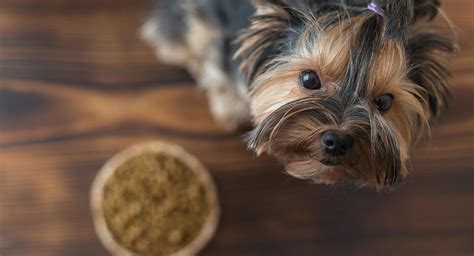 Get it as soon as thu, jul 16. Best Dog Food For Yorkies - Tips and Reviews From Puppies ...