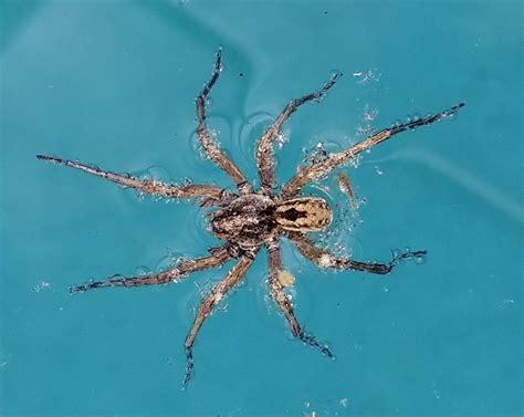Lycosidae Wolf Spiders In Titusville Fl Florida United States