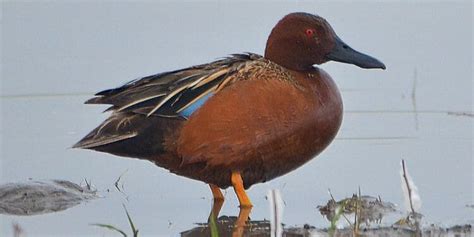 22 Species Of Duck Commonly Found In Florida Incl Pictures