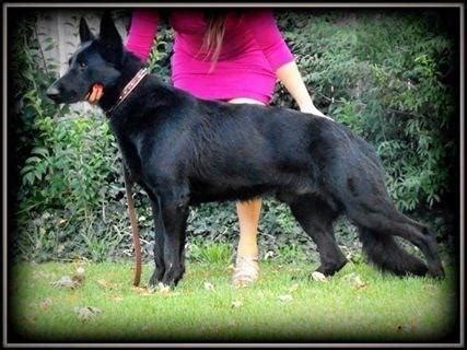 Find german shepherds for sale in long beach, ca 90805. AKC solid black German shepherd puppies for Sale in ...